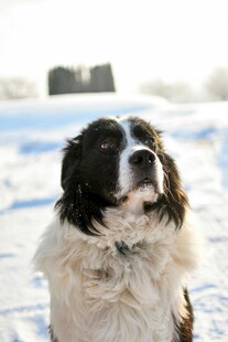 雪地中的可爱长毛狗狗