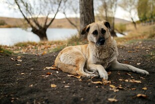 秋日户外休憩的田园犬