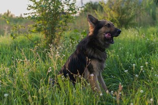 草地中的德国牧羊犬