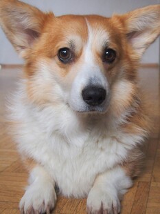 可爱柯基犬趴地特写