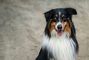 可爱三色牧羊犬张嘴微笑