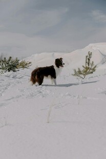 雪地中的边境牧羊犬