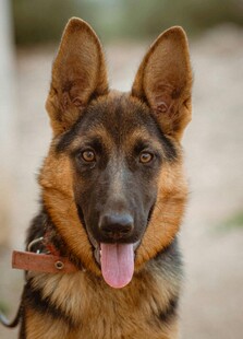 可爱德国牧羊犬开心吐舌