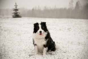 雪地中的边境牧羊犬