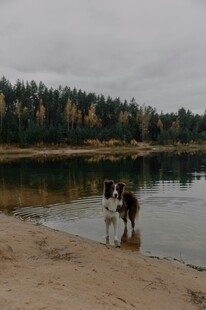 湖畔双犬嬉戏美好瞬间