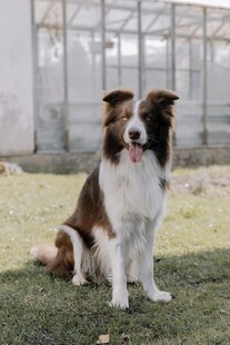 坐着的边牧犬