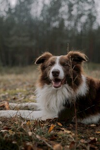 草地中的喜乐蒂牧羊犬