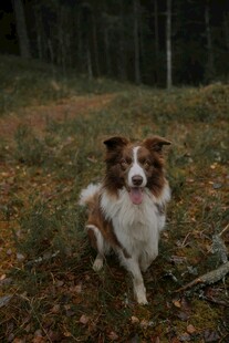 林间奔跑的边牧犬