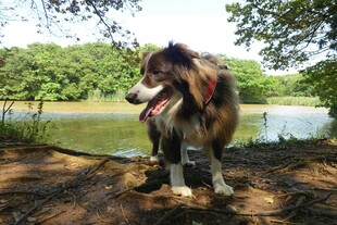 湖畔边的牧羊犬