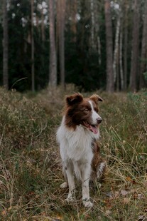 林间边牧犬