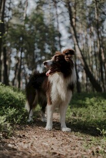 林间牧羊犬悠然立小径