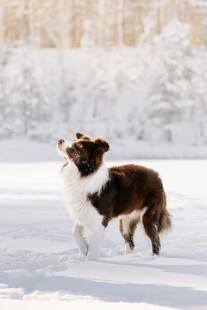 雪地中欢快的狗狗
