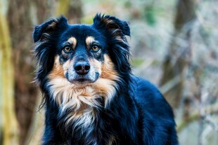 帅气长毛犬户外特写