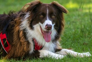 草地边的快乐边牧犬