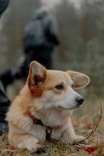 秋日草地的可爱柯基犬