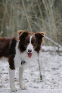 雪地中的边牧犬