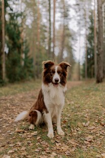 林间的边牧犬