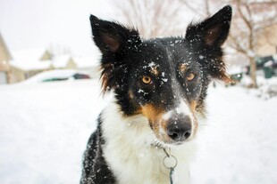 雪地中的帅气边境牧羊犬