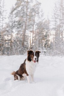 雪地中的棕白相间牧羊犬