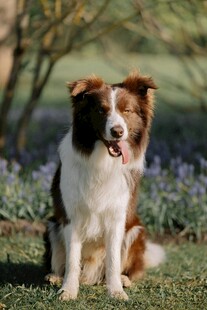 坐于草地的可爱边牧犬