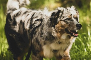 奔跑的澳洲牧羊犬