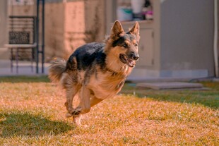 奔跑的德国牧羊犬
