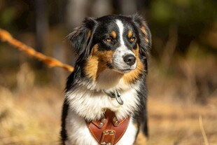 三色萌犬户外神气模样
