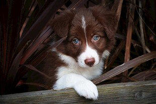 萌犬躲在植物后探出头