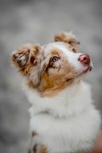 仰头的可爱边牧犬