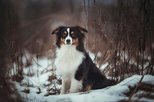 雪地中的边牧犬