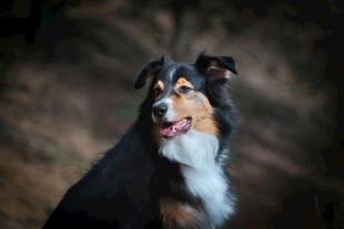 可爱三色牧羊犬转头瞬间