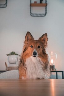 可爱牧羊犬端坐室内