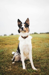 草地中坐着的三色边境牧羊犬