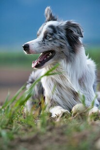 草地边的可爱边牧犬