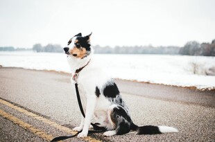 雪地中坐着的帅气边牧犬