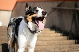 三色犬张嘴露舌站在户外
