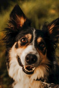 可爱三色犬开心咧嘴笑
