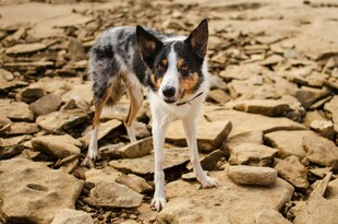 岩石地上的三色边境牧羊犬