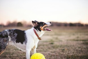 田野中欢快的三色牧羊犬