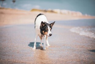 沙滩上的可爱法国斗牛犬