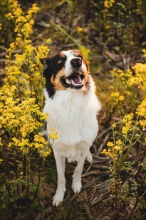 花丛中的喜乐蒂牧羊犬