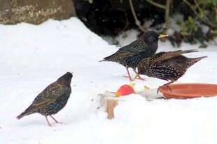 雪地上觅食的鸟儿