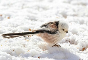 雪地中的长尾山雀