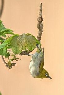 倒挂枝头的绿色小鸟