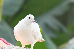 白色鸽子栖息绿植旁
