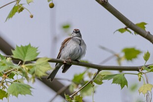 枝头小鸟