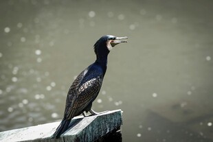 水边鸬鹚独立