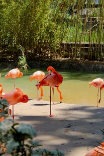 水边漫步的火烈鸟