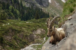 悬崖边的高山野山羊