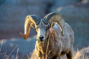 大角羊特写